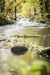 Autumn brook