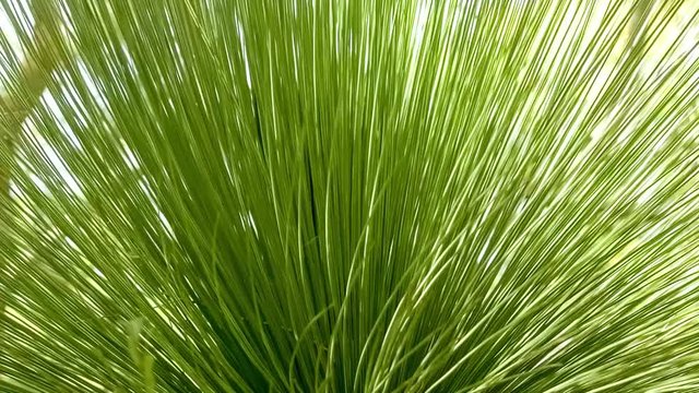 Natural green background of Australian grass tree plant moving with the gentle breeze