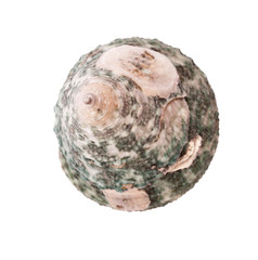 Shell isolated