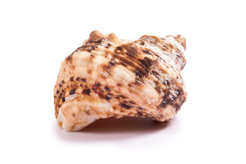 Shell isolated