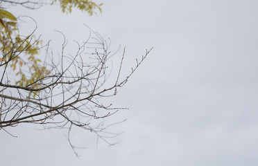 Line of tree branches over bright sky for background