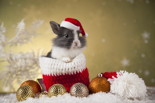 Holiday Christmas bunny in Santa hat on gift box background