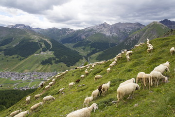 Fototapeta premium Flock of goats and sheep in Alps mountains, Livigno, Italy