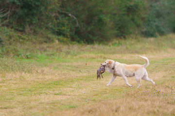 Dog carrying pheasant on a hunt