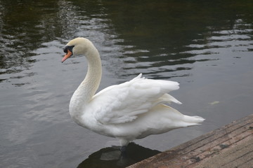 Swan 