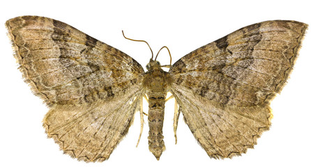  The Scarce Tissue on white Background  -  Hydria cervinalis(Scopoli, 1763)