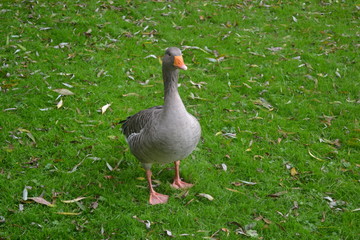 Goose 
