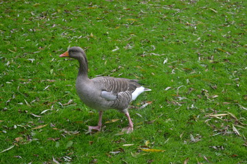 Goose 