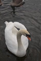Obraz na płótnie Canvas Swan 