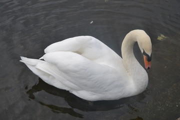 Swan 