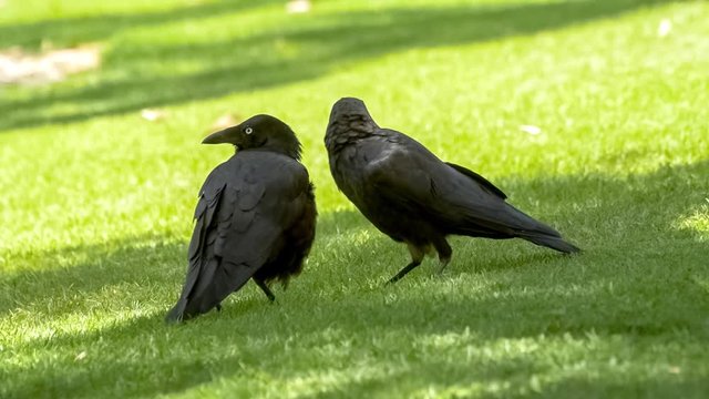 Pair of friendly ravens standing on grassy ground with one raven grooming the other with its black beak