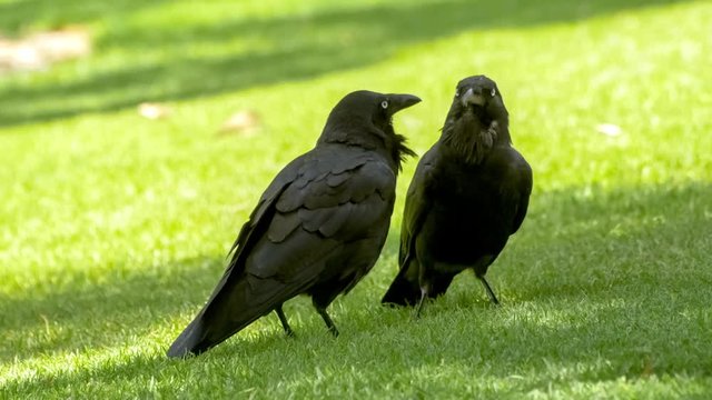Pair of pitch black colored ravens standing together and grooming each other