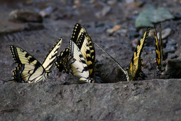 Butterfly Nation: Swallowtail Butterflies