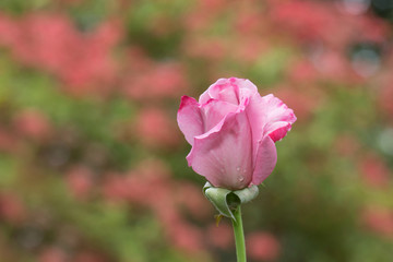 Pink rose on pink background. 