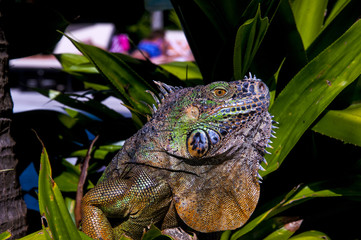 Iguana from Mexico Profile