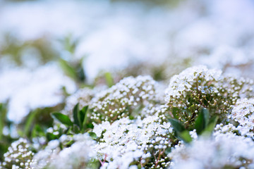 Floral