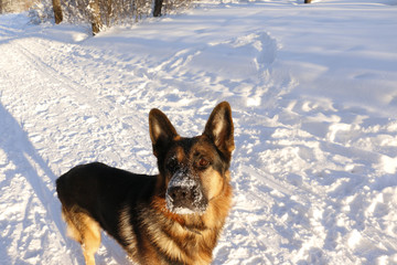 German shepherd dog on snow in winter day