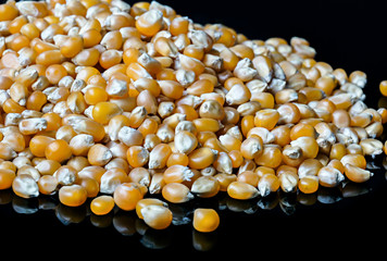 Dry sweet corn kernels spread on black background