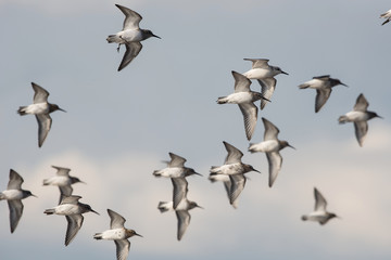 Dunlin, Calidris alpine