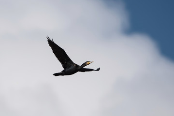 Cormorant, Phalacrocorax carbo