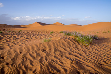 flowers on the dunes