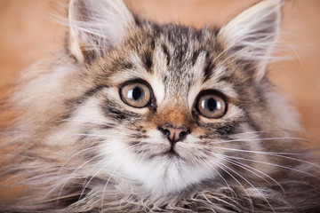 Fluffy kitten close up on wood background. 