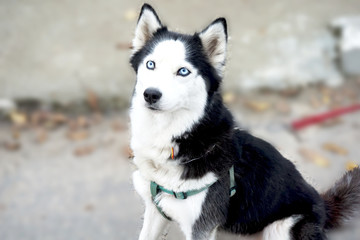 хаски на прогулке.husky for a walk