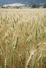 Wheat harvest on the field.