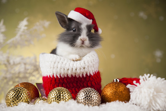 Bunny with Rabbit, christmas red Santa hat on winter decoration