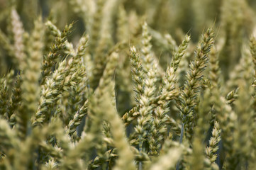 Wheat harvest on the field.