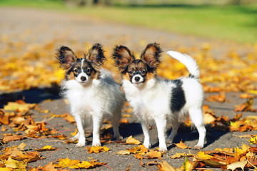 Two Papillon puppies standing on an asphalt around yellow autumn leaves