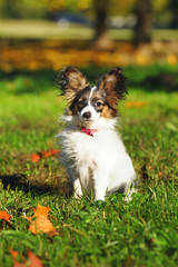 Continental Toy Spaniel dog Papillon puppy sitting outdoors at autumn background
