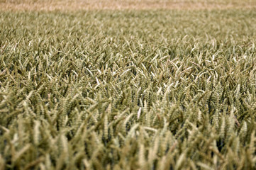 Wheat harvest on the field.