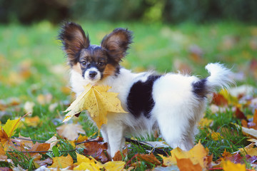 Fototapeta na wymiar Continental Toy Spaniel dog Papillon puppy staying outdoors with a yellow maple leaf