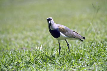 Southern lapwing  on the grass in the nest search