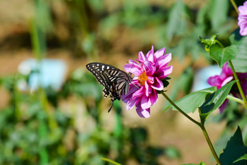 Dahlia and Butterfly