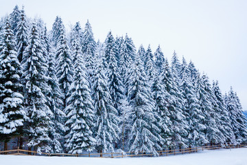 winter snow covered tree . Winter beautiful landscape. winter ba