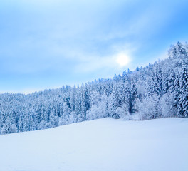 Obraz premium winter snow covered tree . Winter beautiful landscape. winter ba