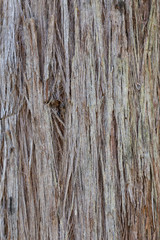 Stringy Bark Tree,  Australian Native