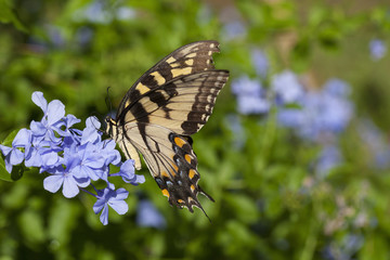 Female Eastern Tiger Swallowtail Butterfly On Plumbago