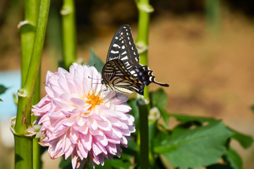 Fototapeta na wymiar Dahlia and Butterfly