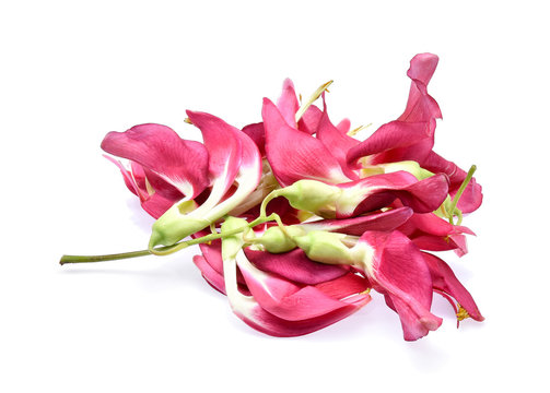 Red agasta flower on white background
