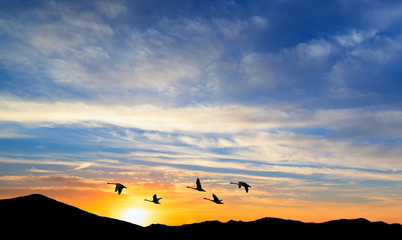 Fototapeta na wymiar Migrating birds over the mountains