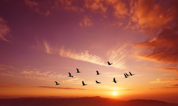 Birds flying at sunrise over the mountains