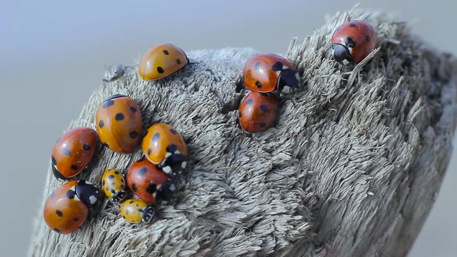 ladybugs live on the autmn tree macro shot
