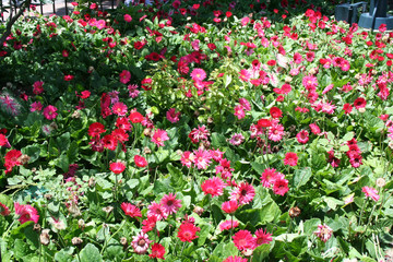 Fototapeta premium Flower Spray