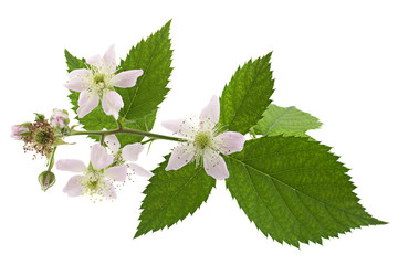 Blossom blackberry on white