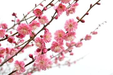 梅の花　白バック
