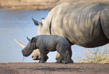 Fototapeta premium Rhinoceros 