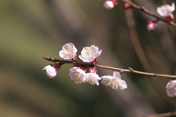 梅の花